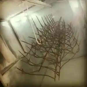 هزینه تولید و نصب شاخ گوزنی