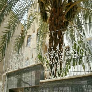 حفاظ شاخ گوزنی در پردیس