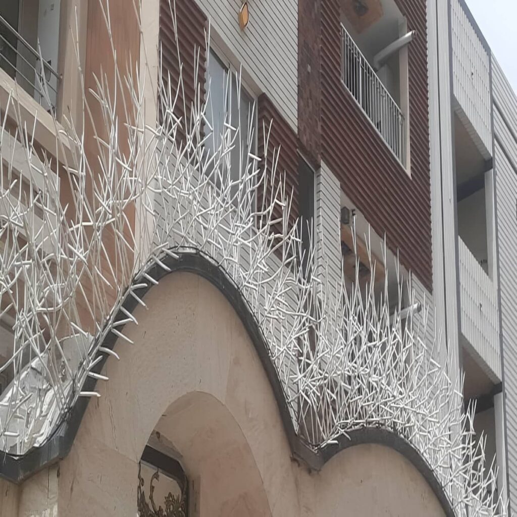 حفاظ شاخ گوزنی در قزوین