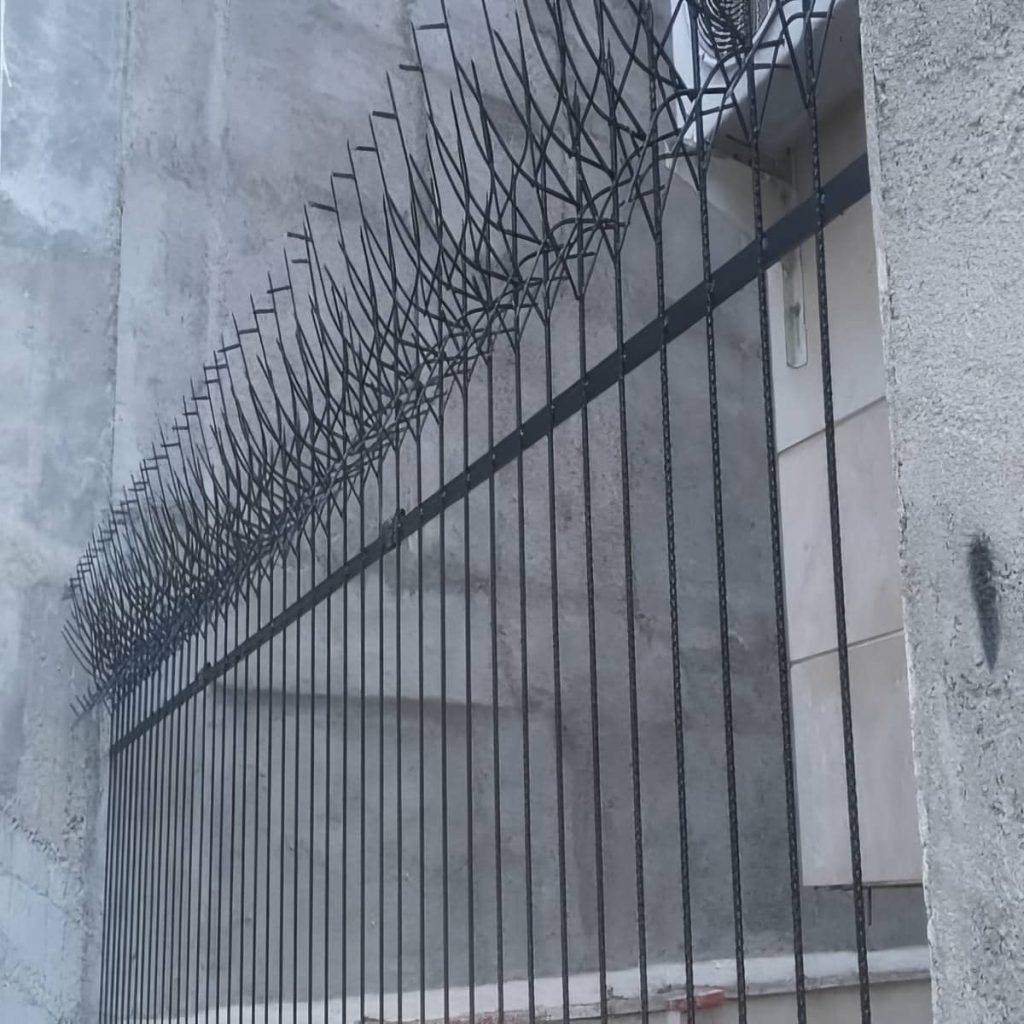 حفاظ شاخ گوزنی در شیراز