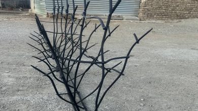 حفاظ شاخ گوزنی در مشهد