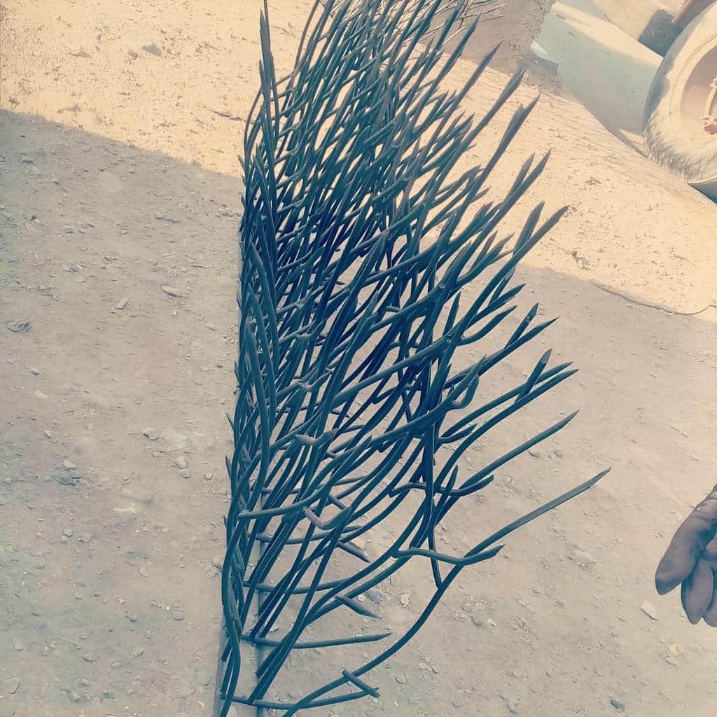 حفاظ شاخ گوزنی در بندر بوشهر