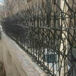 حفاظ شاخ گوزنی در مریوان