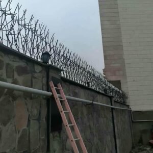 حفاظ شاخ گوزنی در شهرکرد