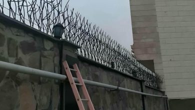 حفاظ شاخ گوزنی در شهرکرد