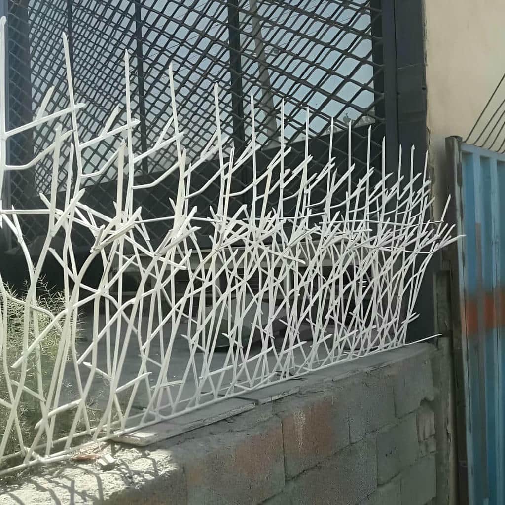 حفاظ شاخ گوزنی در پرند