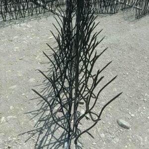 حفاظ شاخ گوزنی در طالقان