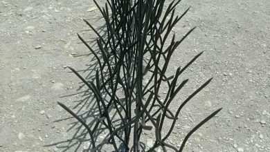 حفاظ شاخ گوزنی در طالقان