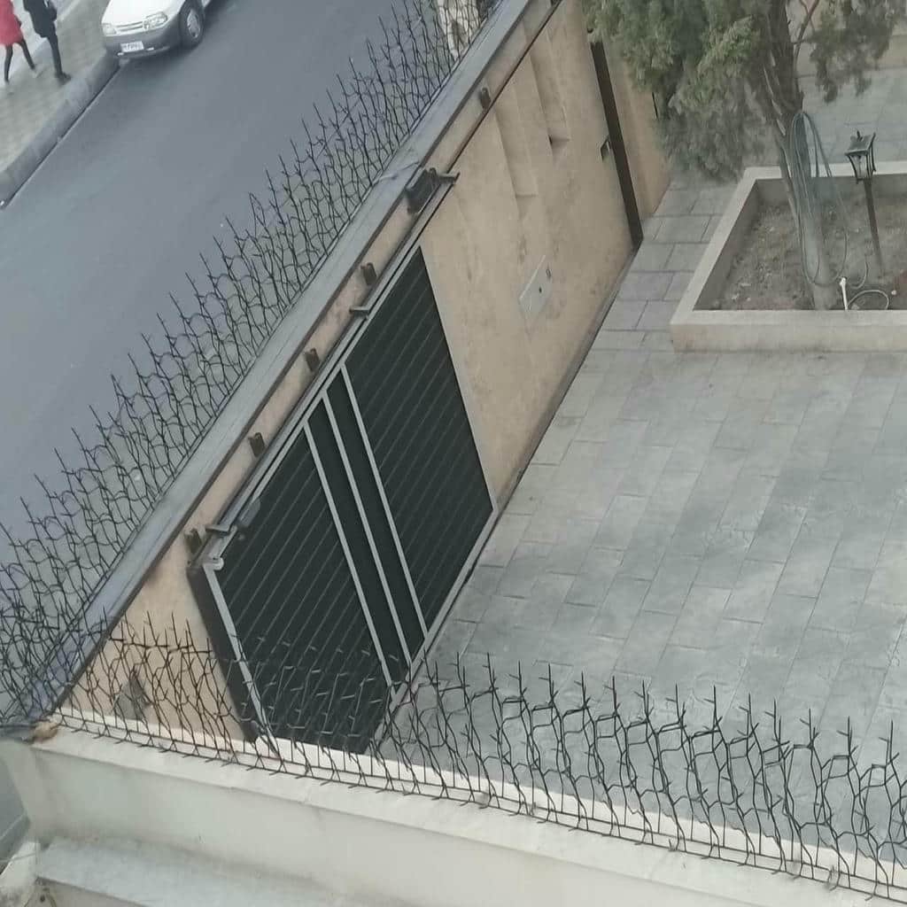 حفاظ شاخ گوزنی در نظرآباد