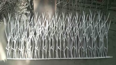 حفاظ شاخ گوزنی در رشت