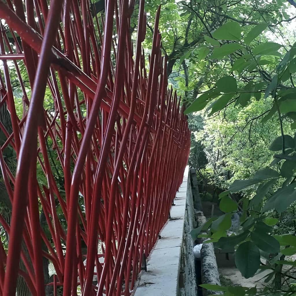 حفاظ شاخ گوزنی در قم