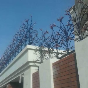 حفاظ شاخ گوزنی در بندرعباس