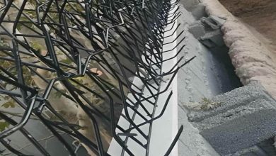 حفاظ شاخ گوزنی در سیرجان