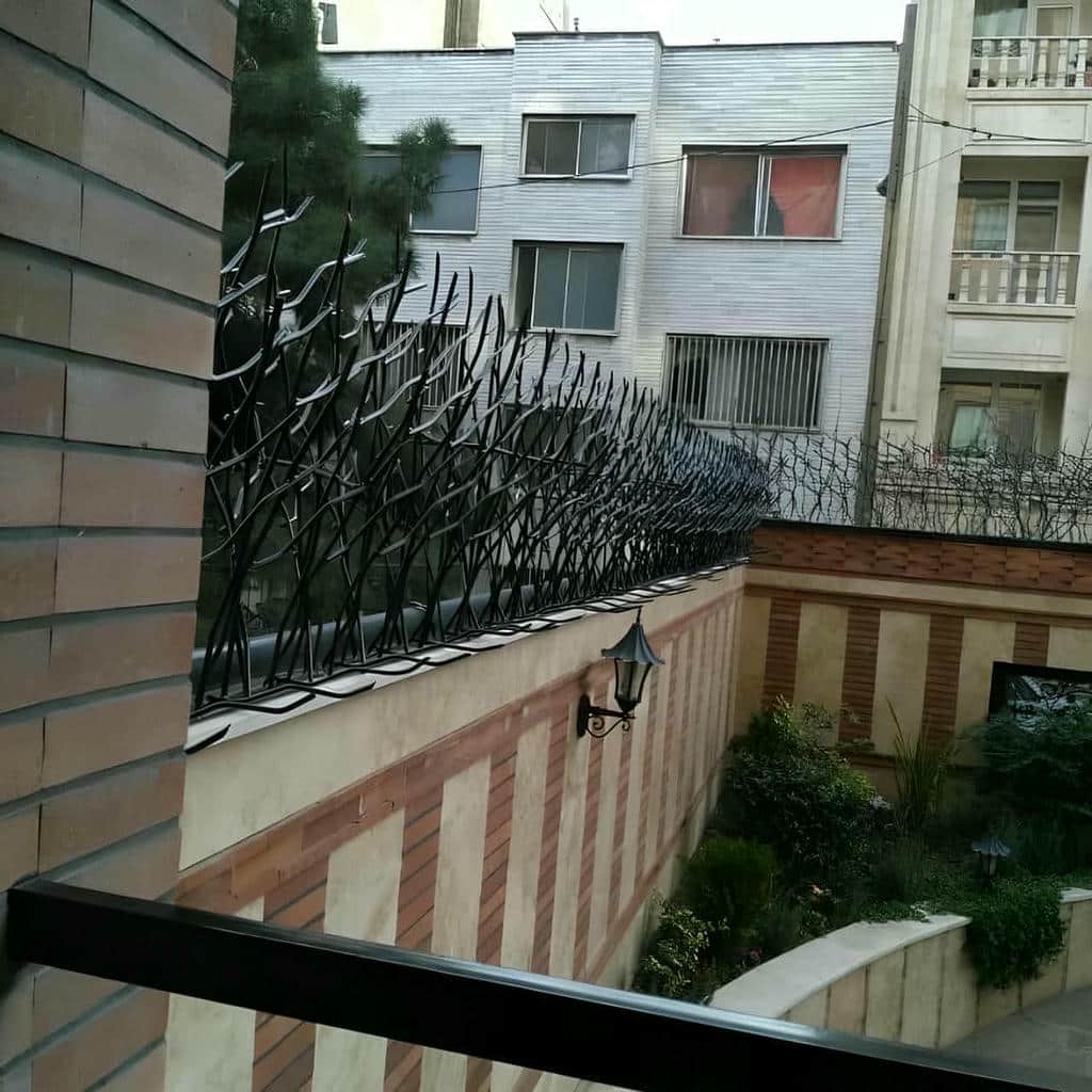 حفاظ شاخ گوزنی در ملارد