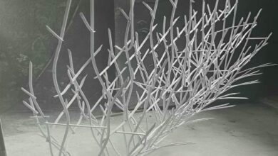 حفاظ شاخ گوزنی در یاسوج