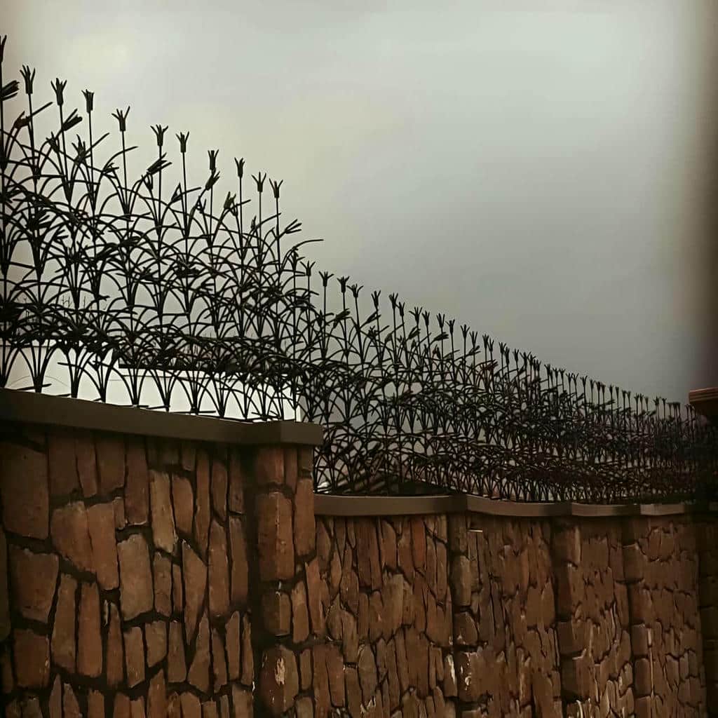 حفاظ شاخ گوزنی با برش دقیق شاخه ها